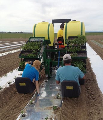 Helpers riding the Lloyd Craft Farms planter, setting vegetable starts into plastic-covered rows