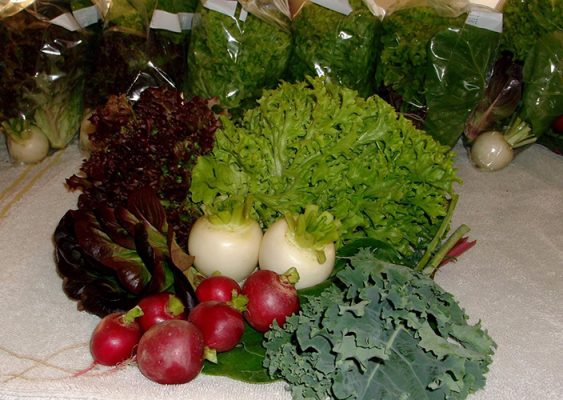 A CSA share from Lloyd Craft Farms: red and green leaf lettuce, white turnips, radishes and kale